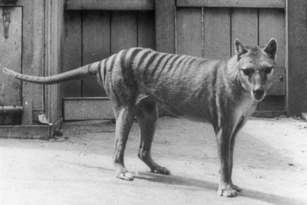 Tasmanian Tiger Extinct Species