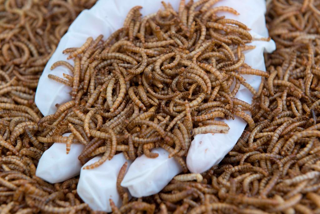 Cooking Mealworms Meat Alternative