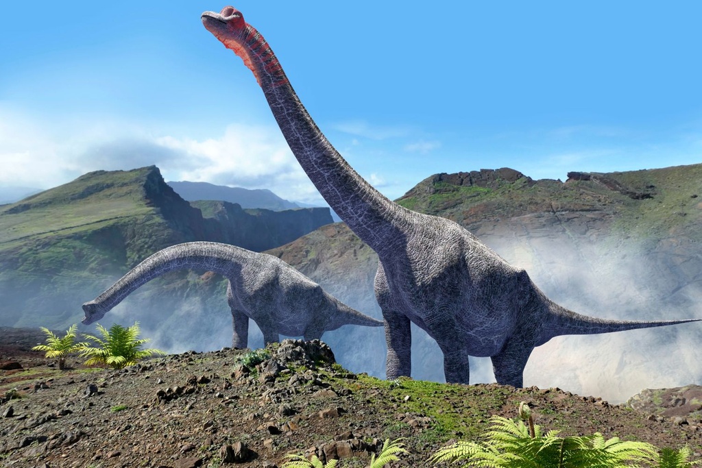 Sauropod Dinosaur Fossil Findings
