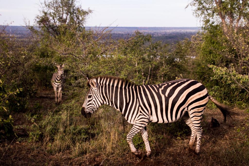 zimbabwe wildlife animals drought