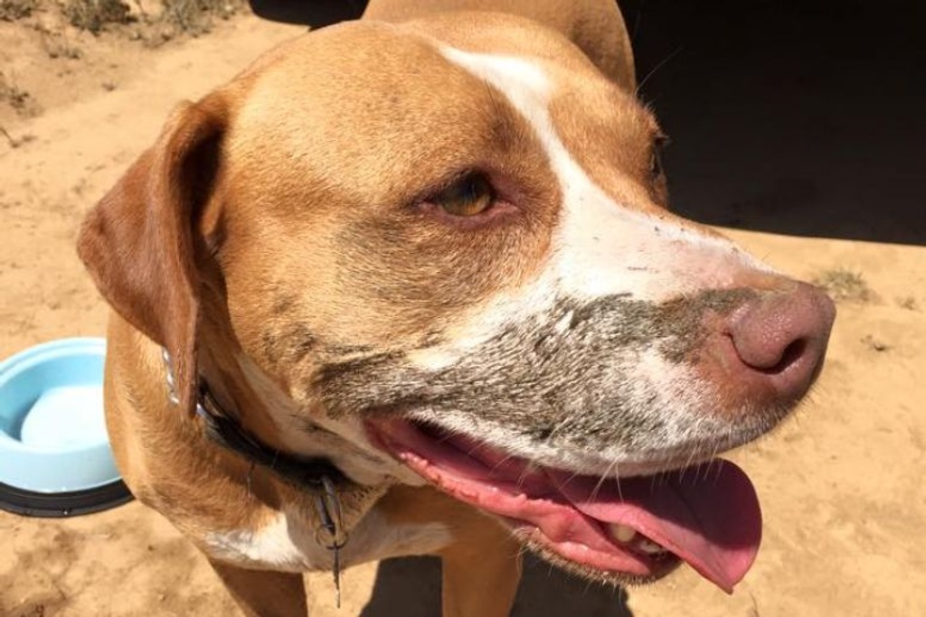 Rescue Dogs Animal Adoption