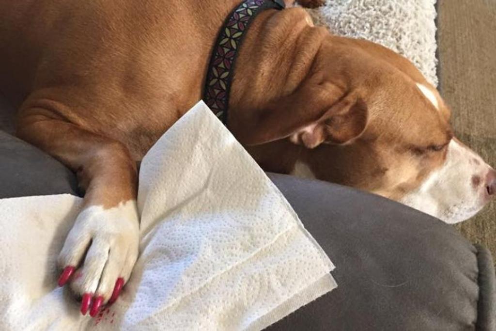 Dog Pedicure Pawlish Viral