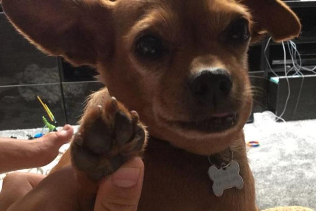 Chihuahua Pitbull Dog Adoption
