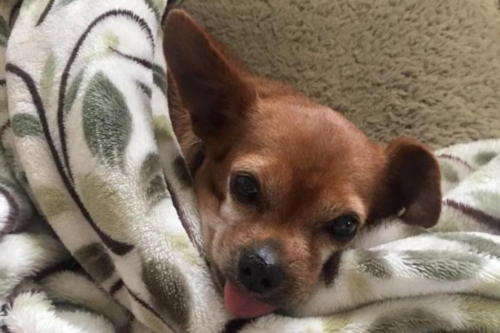 Chihuahua Adoption Story Inspiring