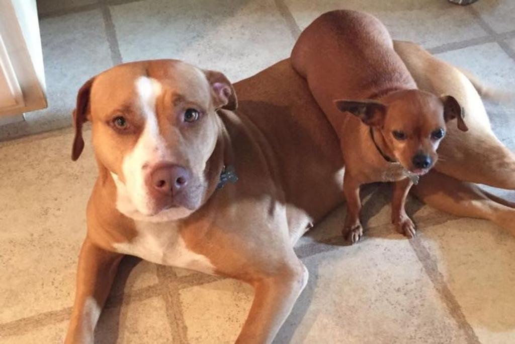 Pitbull Rescue Adopted Dogs