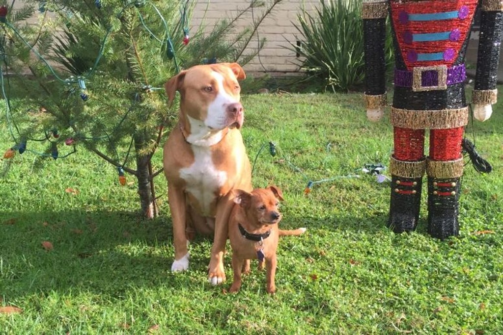 adoption story pitbull rescue