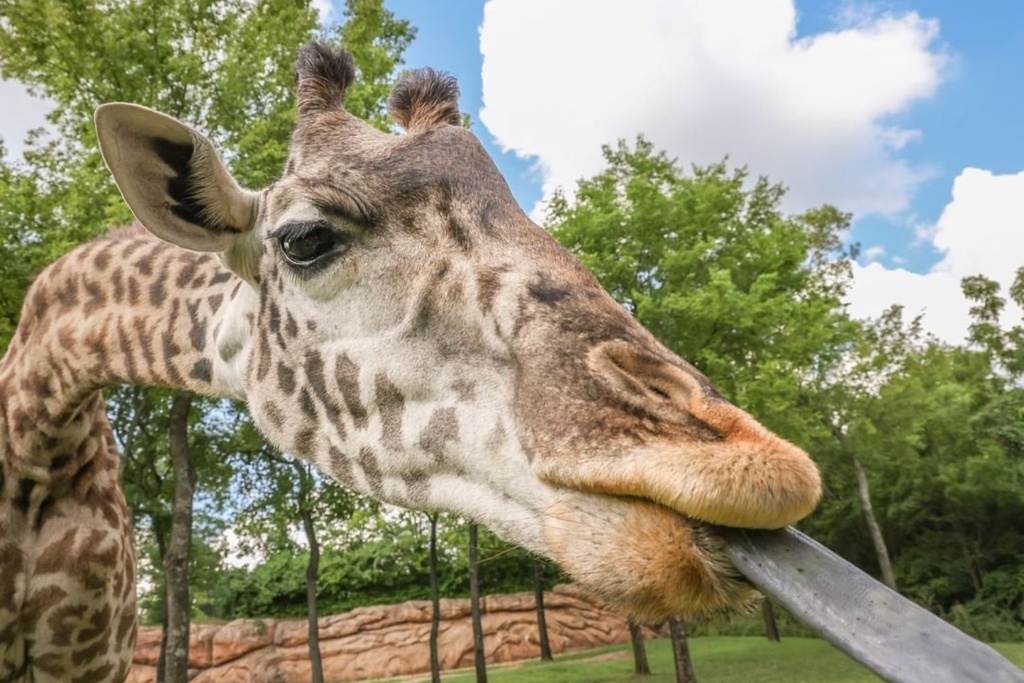 Giraffe Tongue Sticking Out