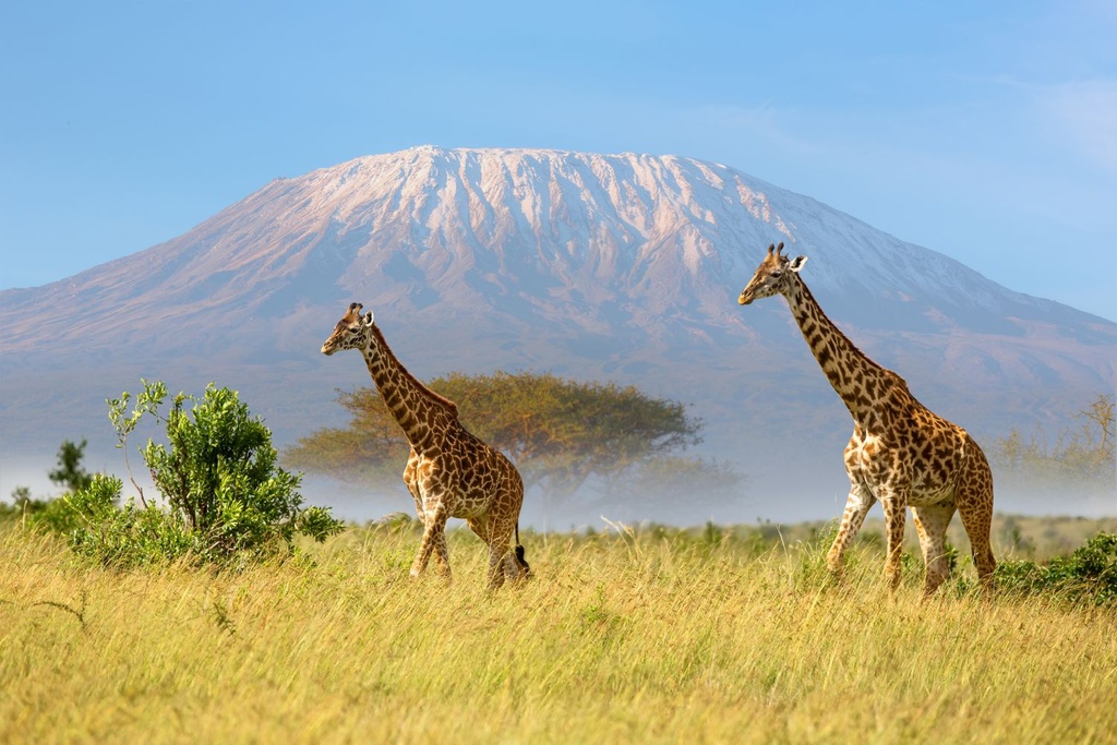 Masai Giraffes Kenya Nature