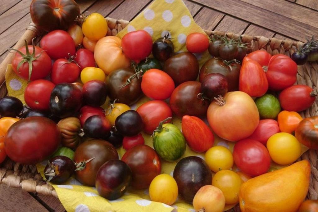 Variety Tomatoes Basket Garden