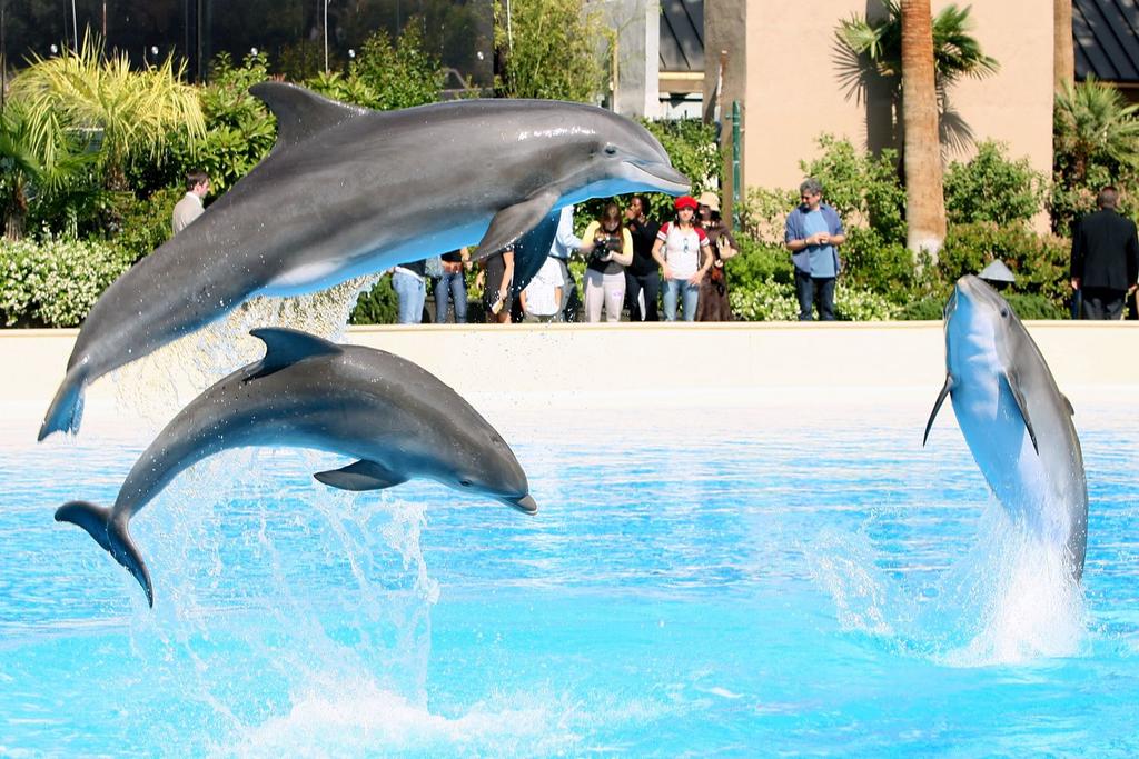 dolphin captivity death vegas