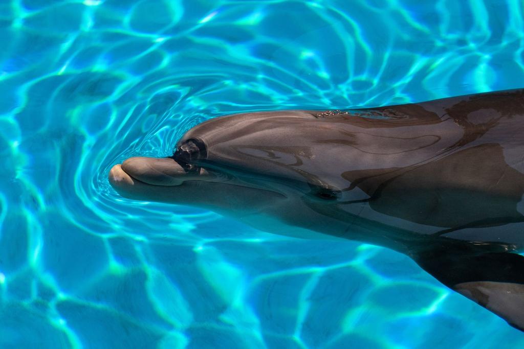 dolphin mirage vegas death