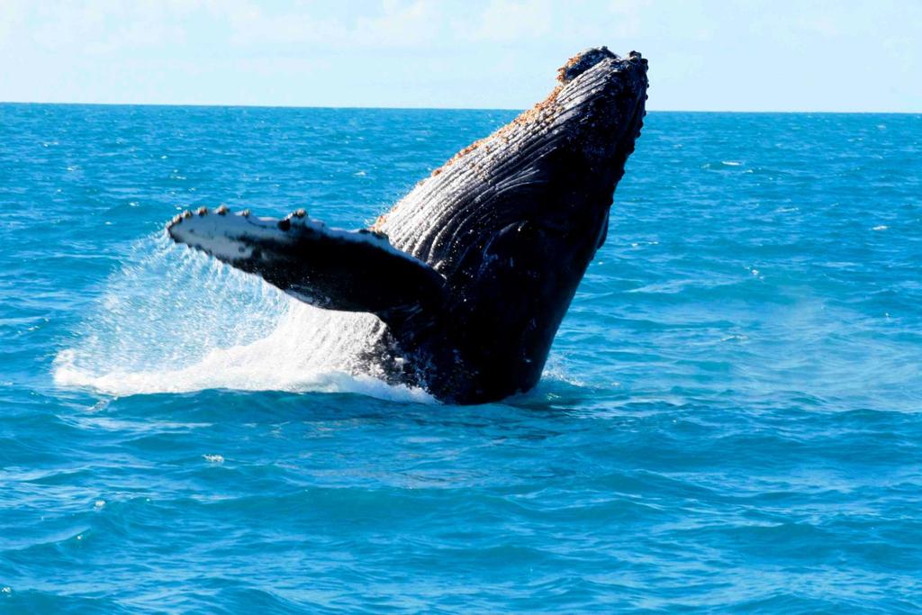 Blue Whale Ocean Swimming
