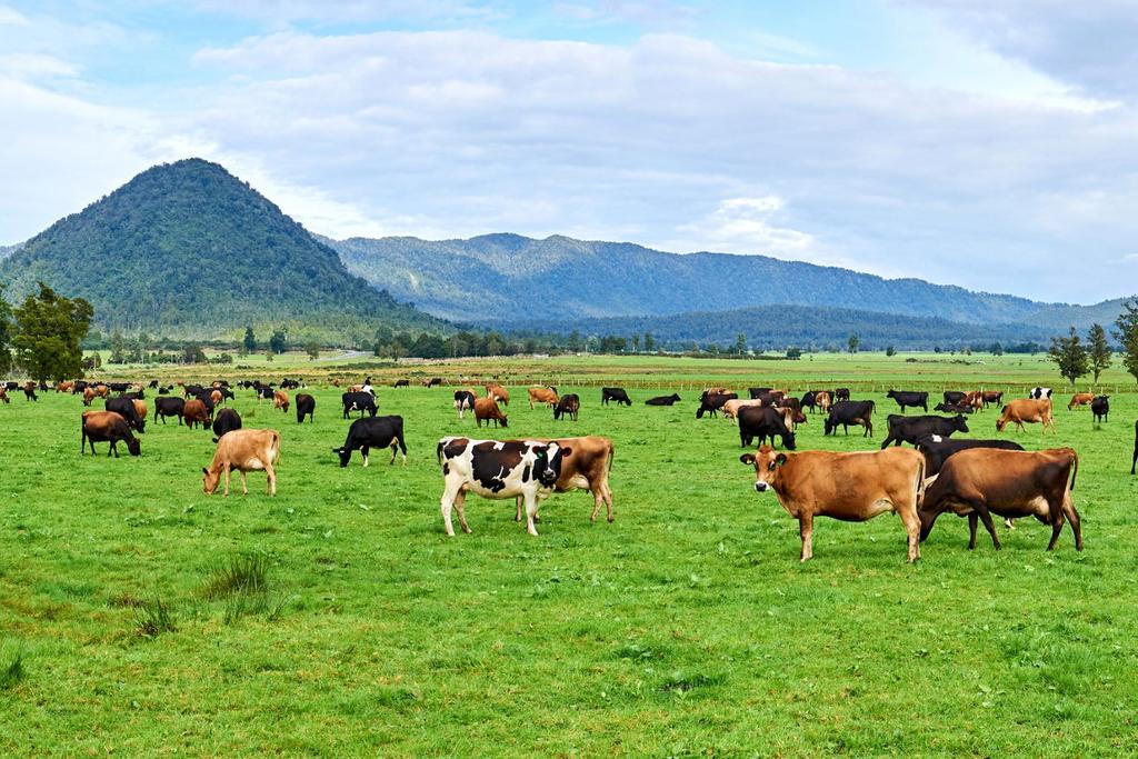 Cows New Zealand Agriculture 