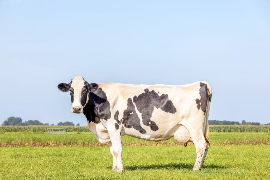Cow Tax New Zealand