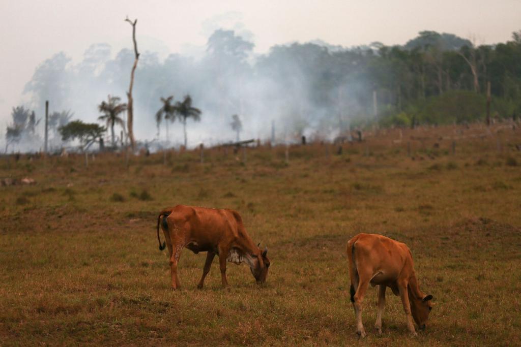 Global Animal Population Deforestation