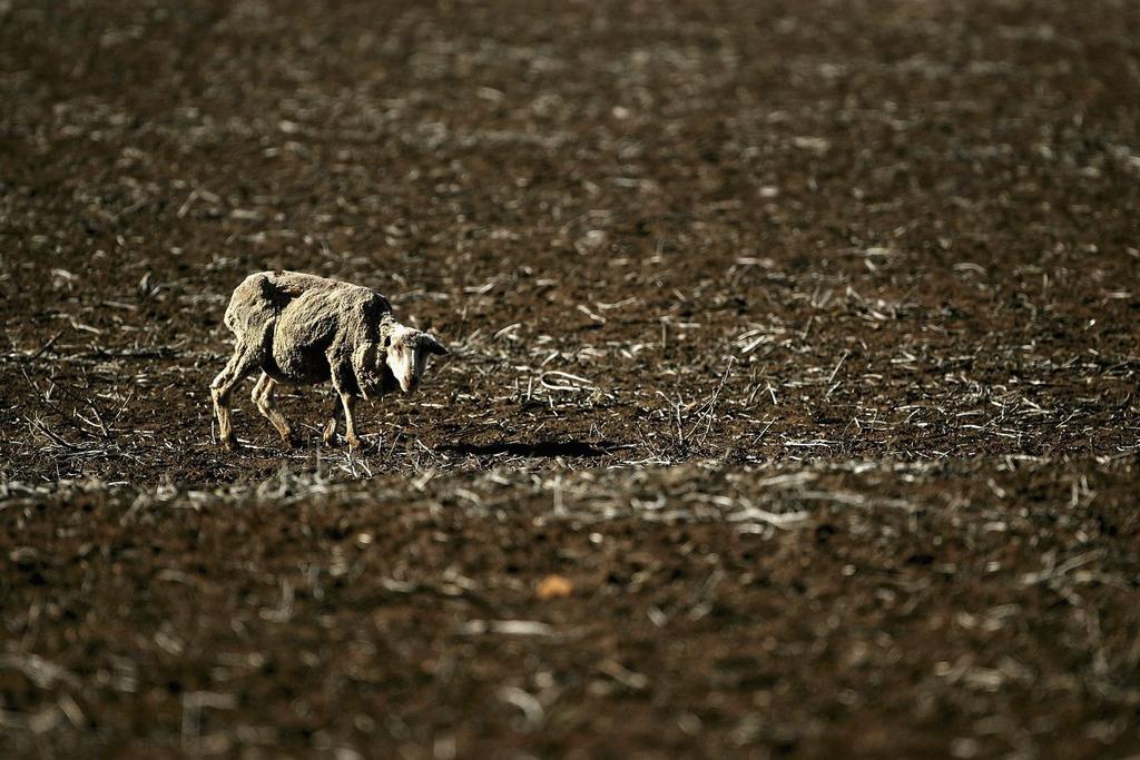 Climate Change Drought Animals