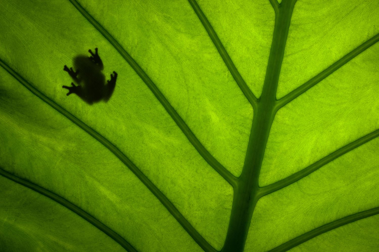 Frogs At Chernobyl Look Unreognizable | Discovery Time