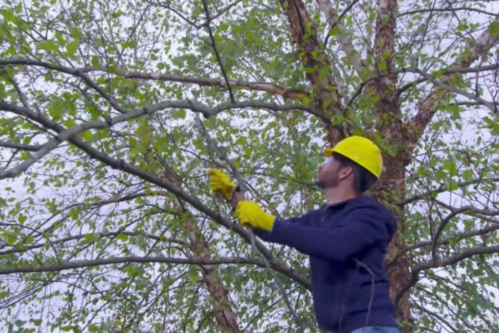 removing tree branches safety