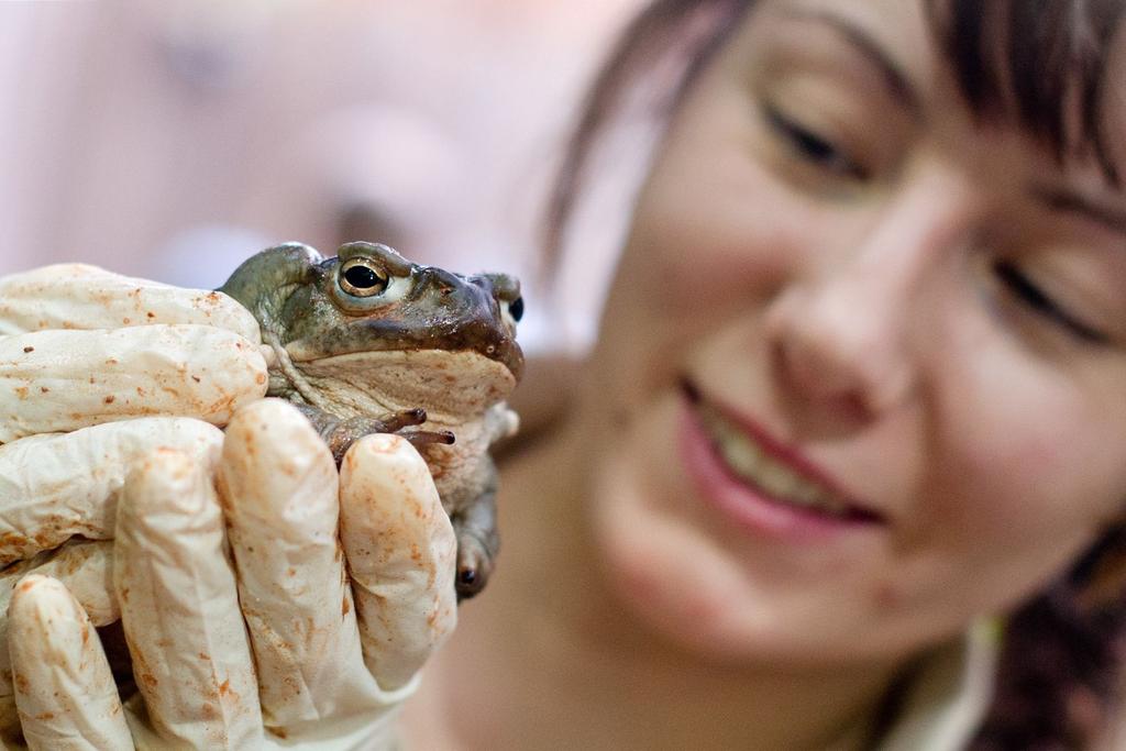 Colorado River Toad poisonous 
