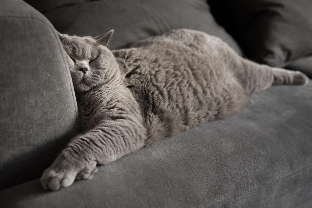 Cat dreaming sleeping couch
