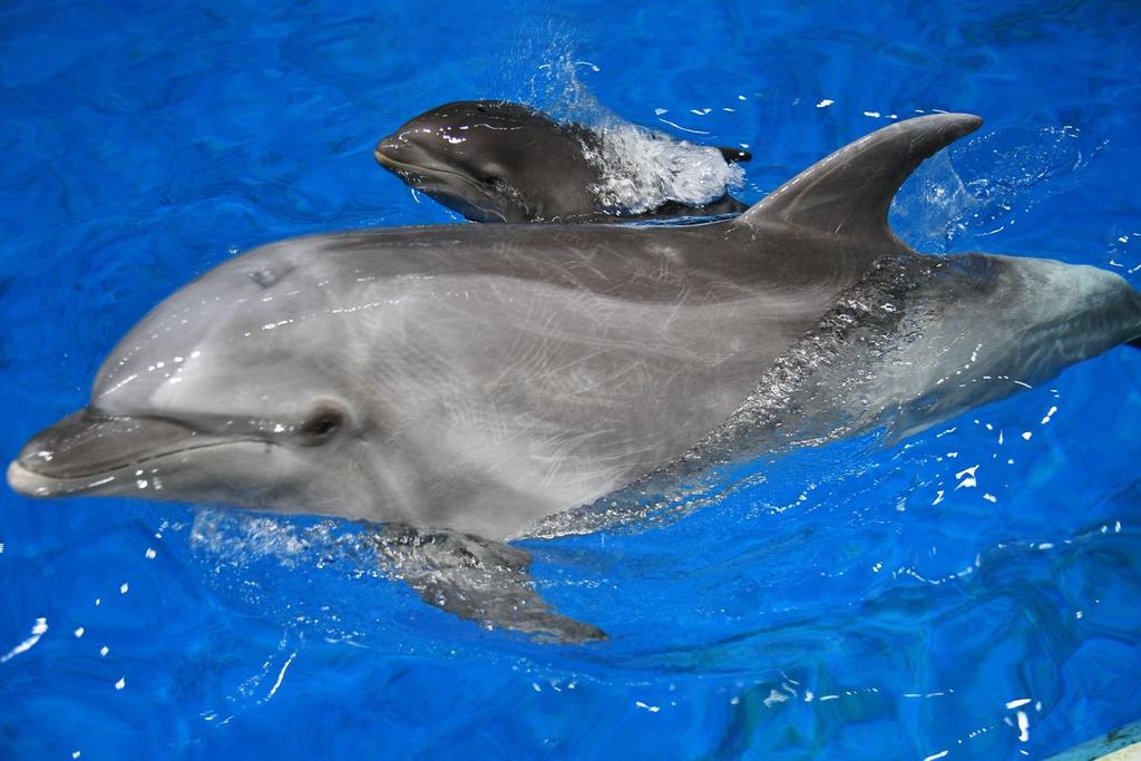 Whale Dolphin Hybrid Species