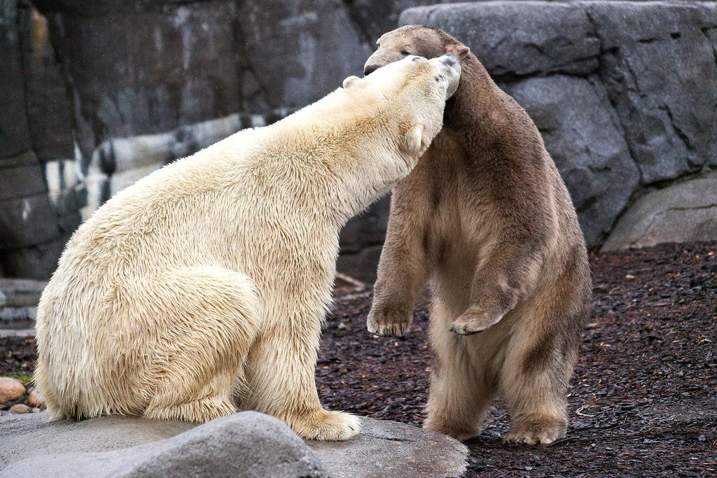 Polar Bear climate change