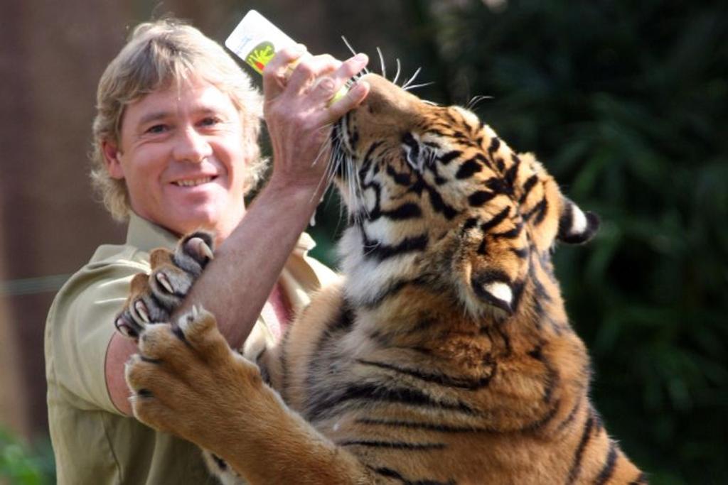 Steve Irwin Feeding Tiger