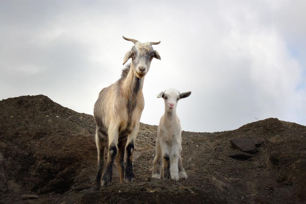 endangered species poaching goats
