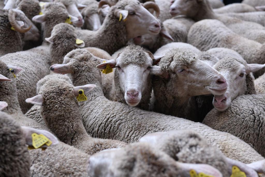 Sheep Flocking Circle China phenomenon