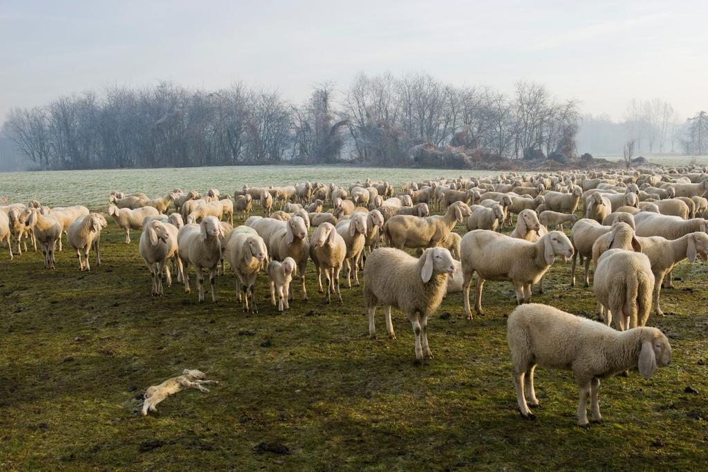 viral sheep circling mystery