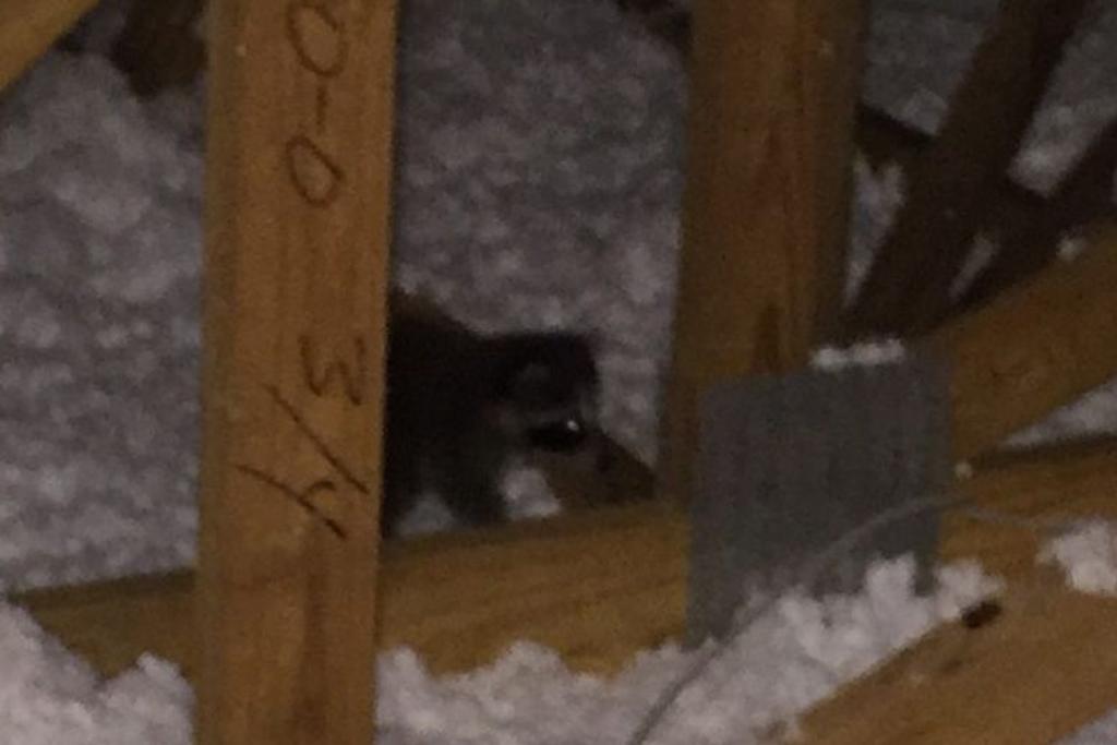 raccoon attic noise discovery