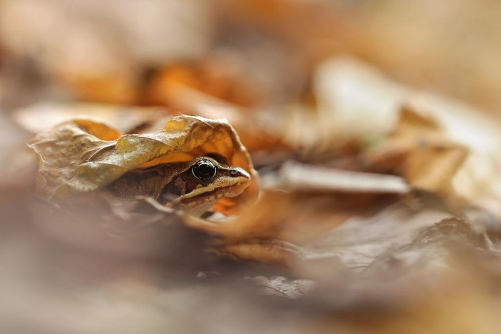 Wood Frog winter survival