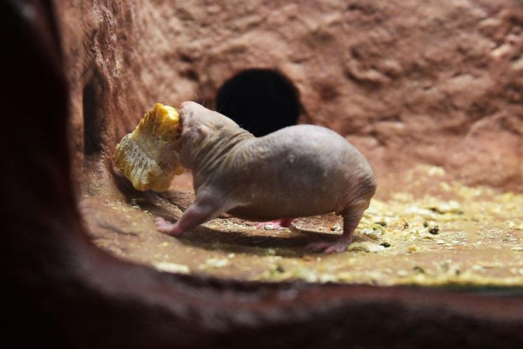 Strange Animals Naked Mole Rat