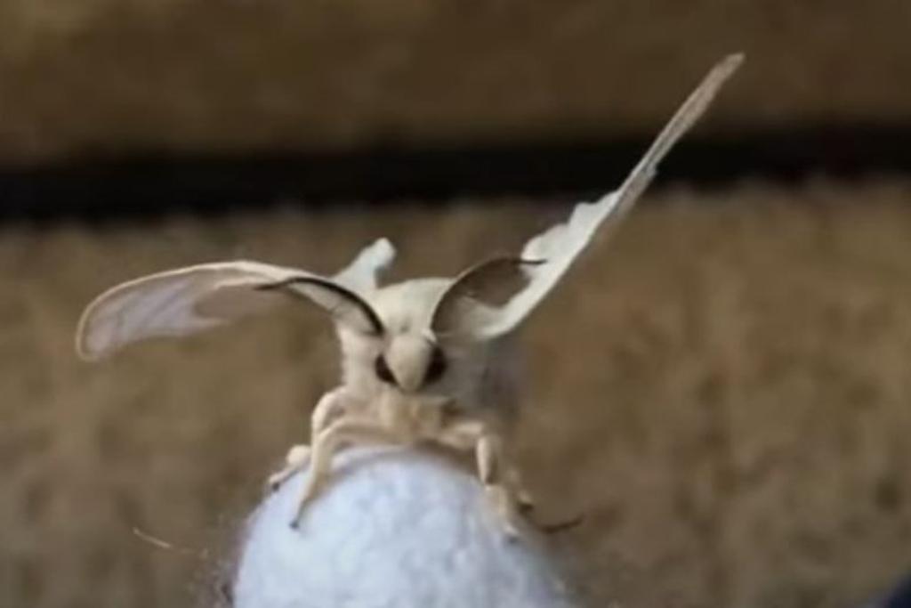 Weird Animals Poodle Moth