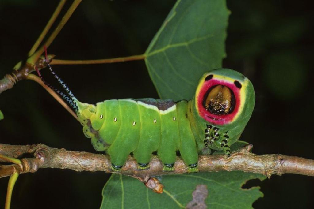 Weird Species Puss Moth Caterpillar