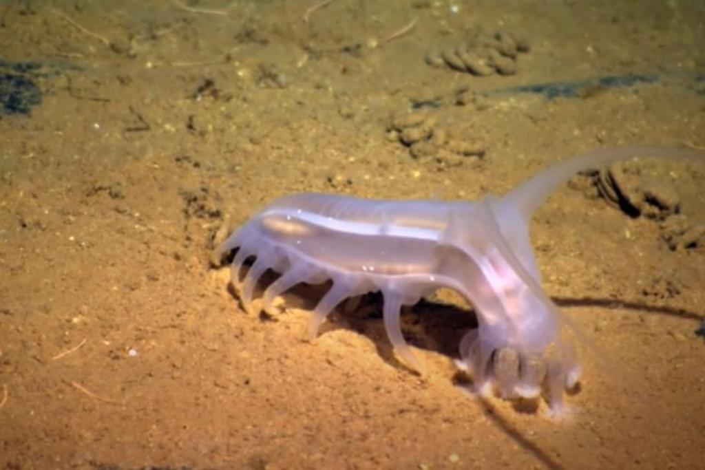 weird underwater animals Sea Pig