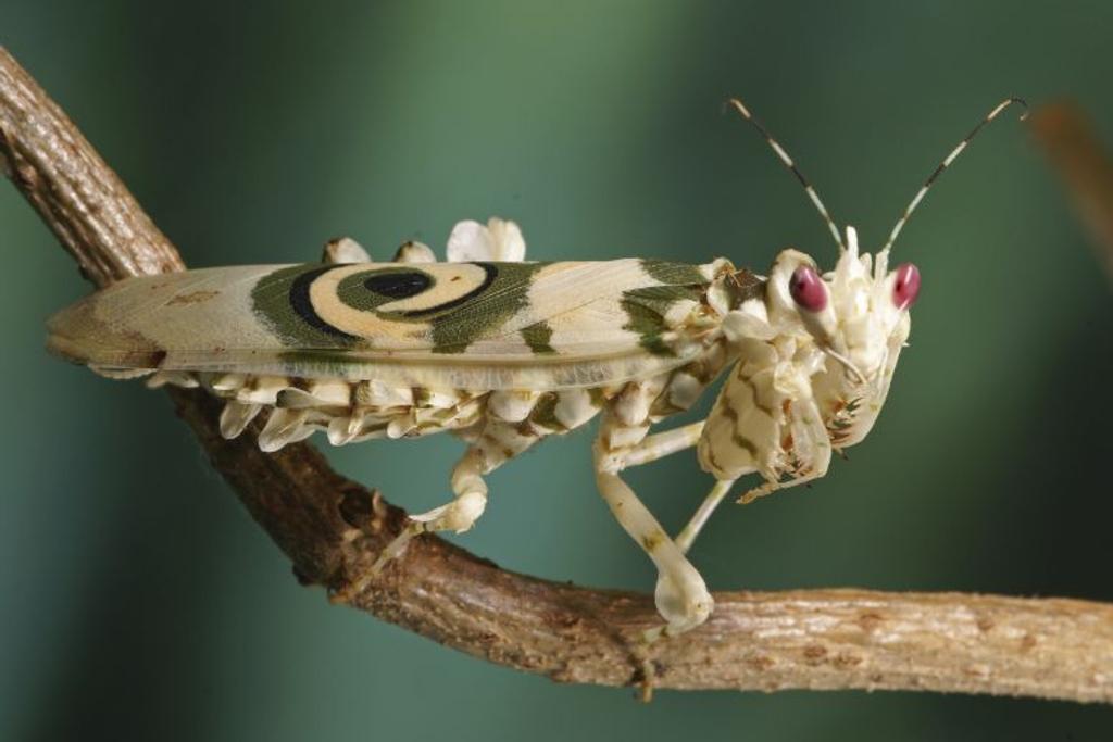 Rare Animals Flower Mantis