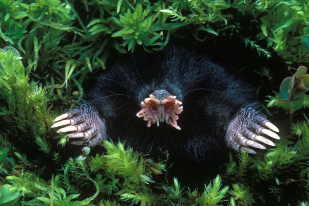 Strange Animals Star Nosed Mole