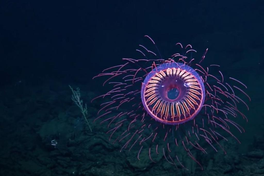 deep sea creatures Firework Jellyfish