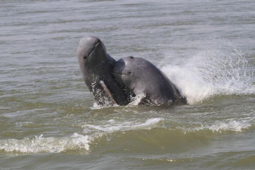 Marine wildlife Irrawaddy Dolphin