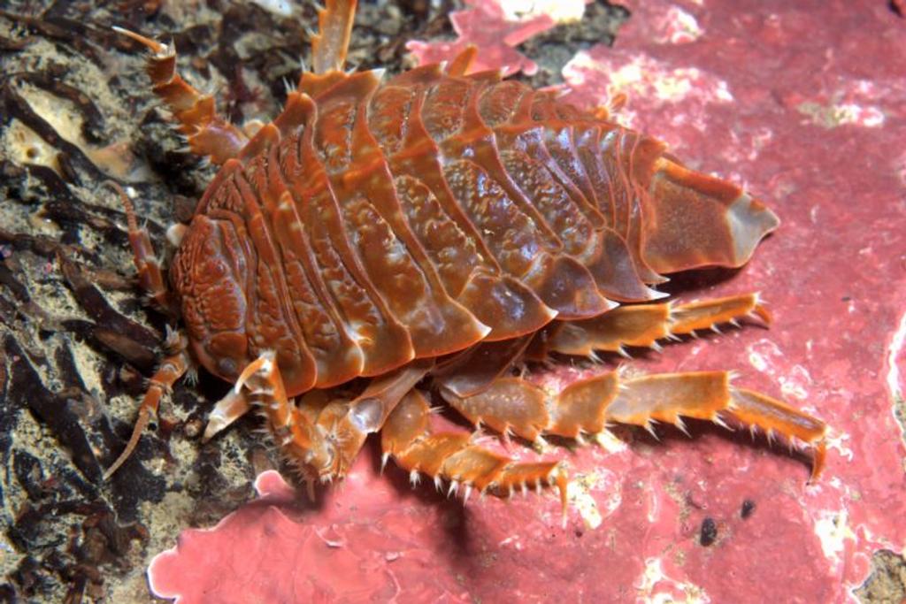 Strange Animals Giant Isopod