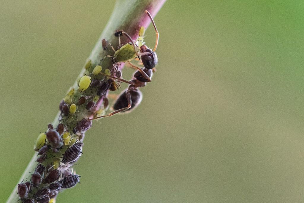 Ants Milk Scientific Discovery