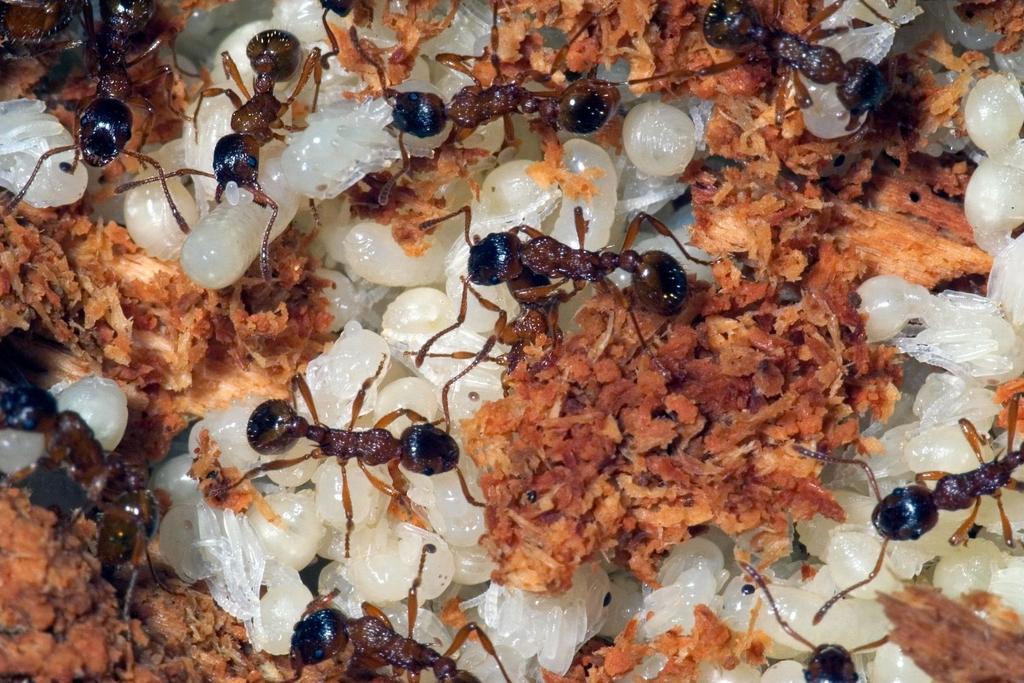 Ants Milk Scientific Discovery