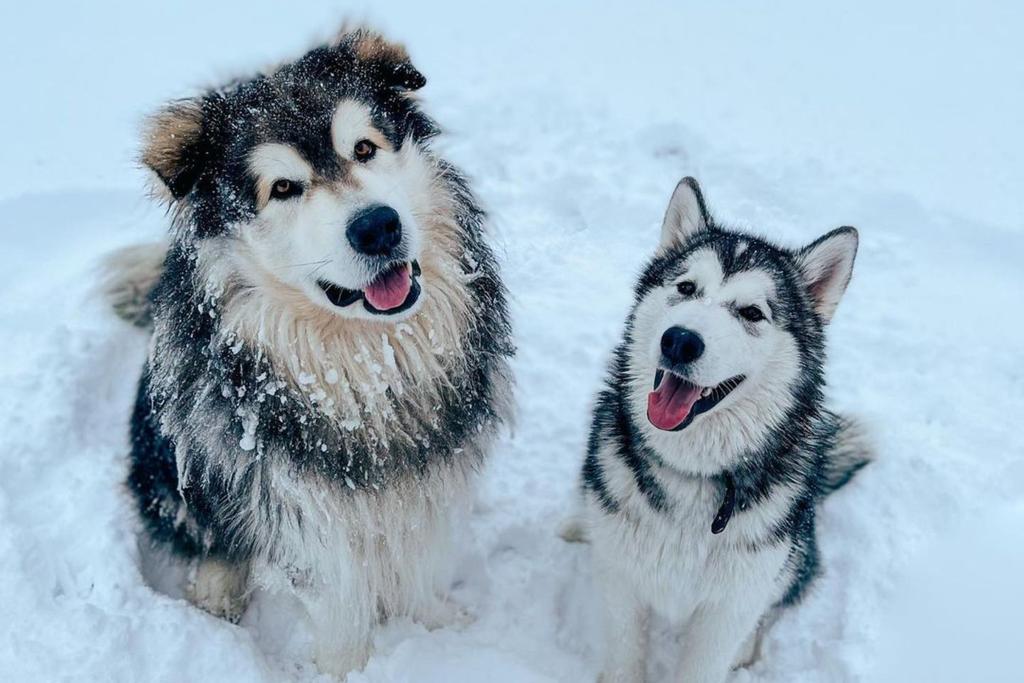 Alaskan Malamute Dogs Winter