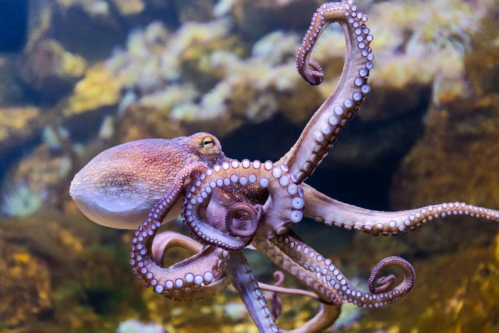 Octopus Deep Sea Creatures