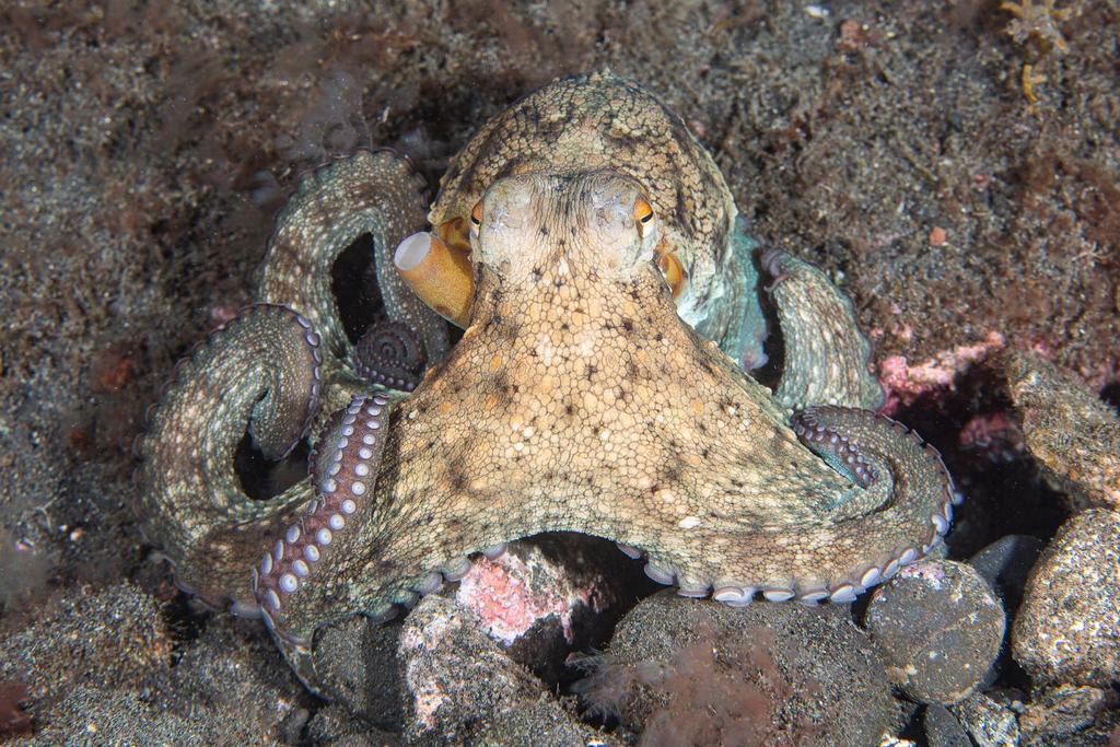 Octopus Brain Weird Features 
