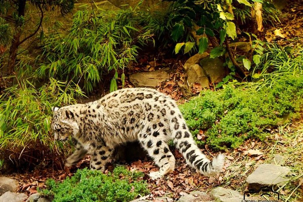 Wild Cat Snow Leopard