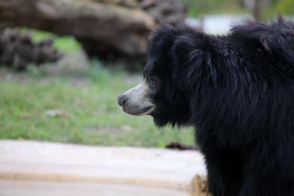 black bear animal adoption rescue