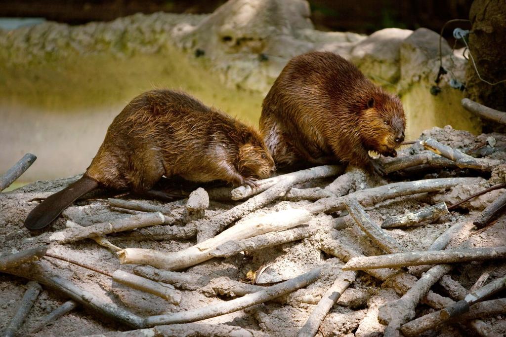 Beaver Dam Benefits Explained