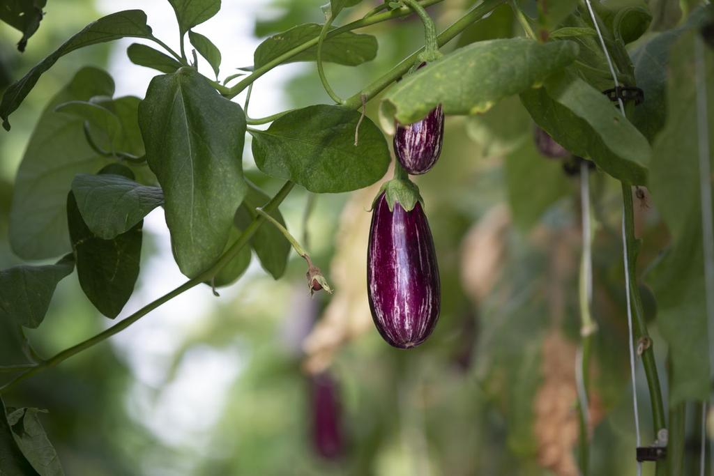 Eggplant Medicinal Cancer Treatment